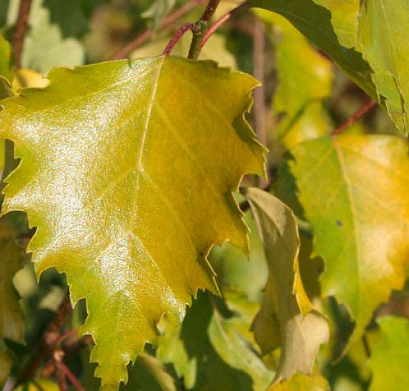 Береза повислая 'Шневердингер Голдбирк'